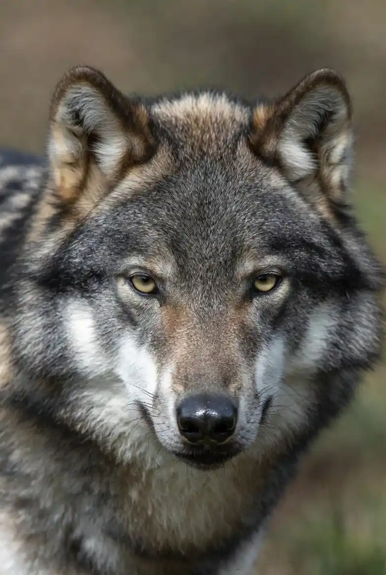 Parc des loups du Gévaudan